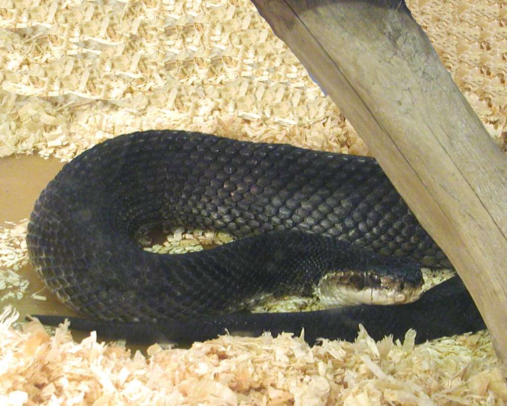 Head and Boy<br>(Location of Picture: Reptile Zoo, Monroe, Wa, USA, 2006)