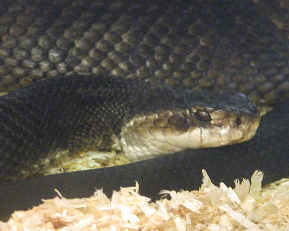 Close View of Head<br>(Location of Picture: Reptile Zoo, Monroe, Wa, USA, 2006)