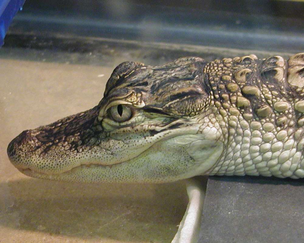 Close View of Head<br>(Location of Picture: Reptile Zoo, Monroe, Wa, USA, 2006)