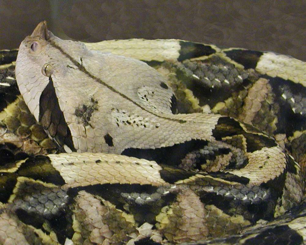 Close View Of Head<br>(Location of Picture: Reptile Zoo, Monroe, Wa, USA, 2006)