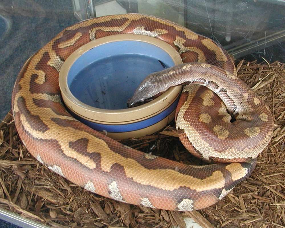 Taking Drink<br>(Location of Picture: Reptile Zoo, Monroe, Wa, USA, 2006)