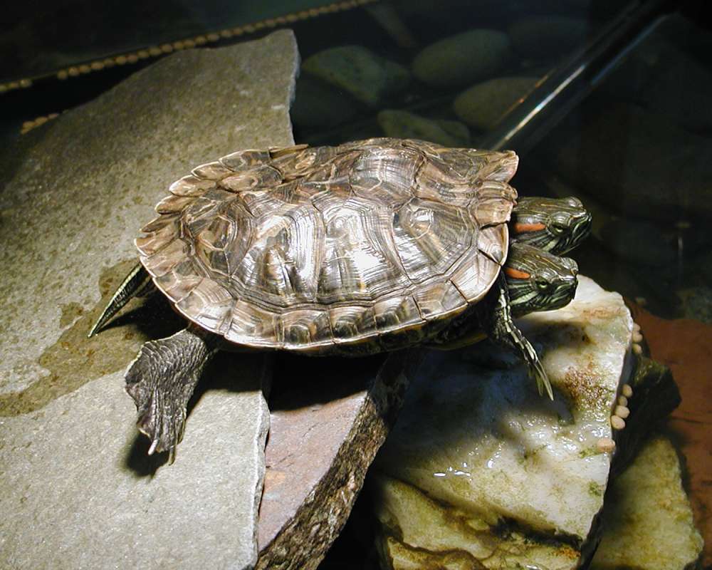 Two Headed - Dorsal View<br>(Location of Picture: Reptile Zoo, Monroe, Wa, USA, 2006)