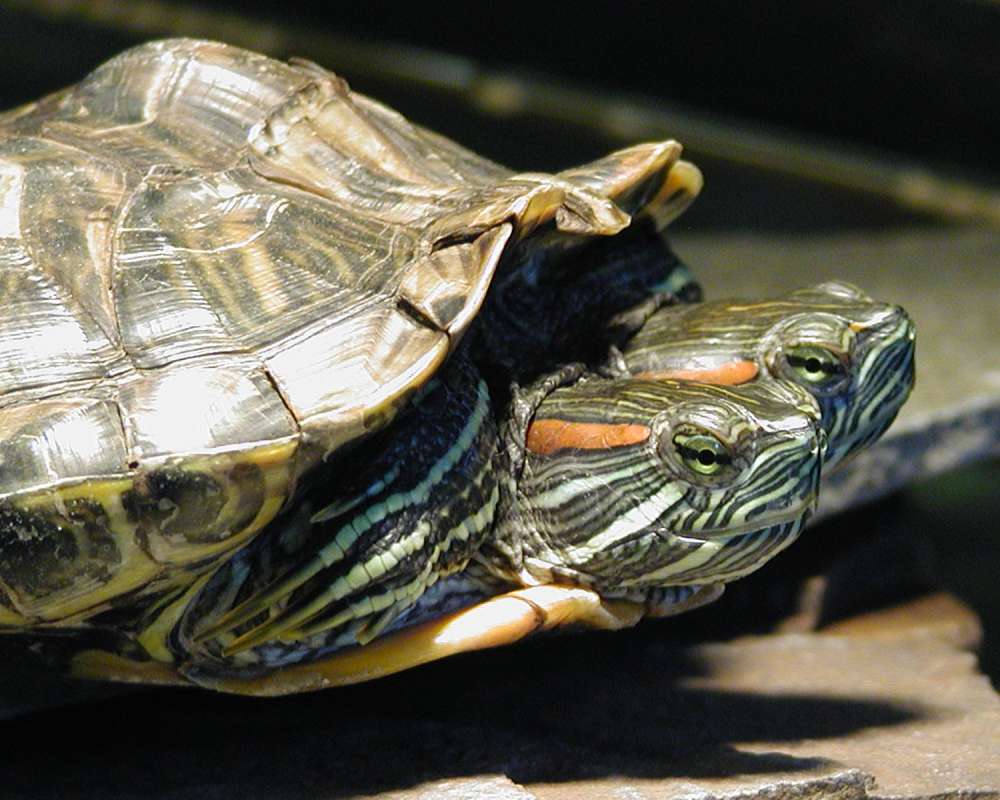 Two Headed - Close View Of Two Heads<br>(Location of Picture: Reptile Zoo, Monroe, Wa, USA, 2006)