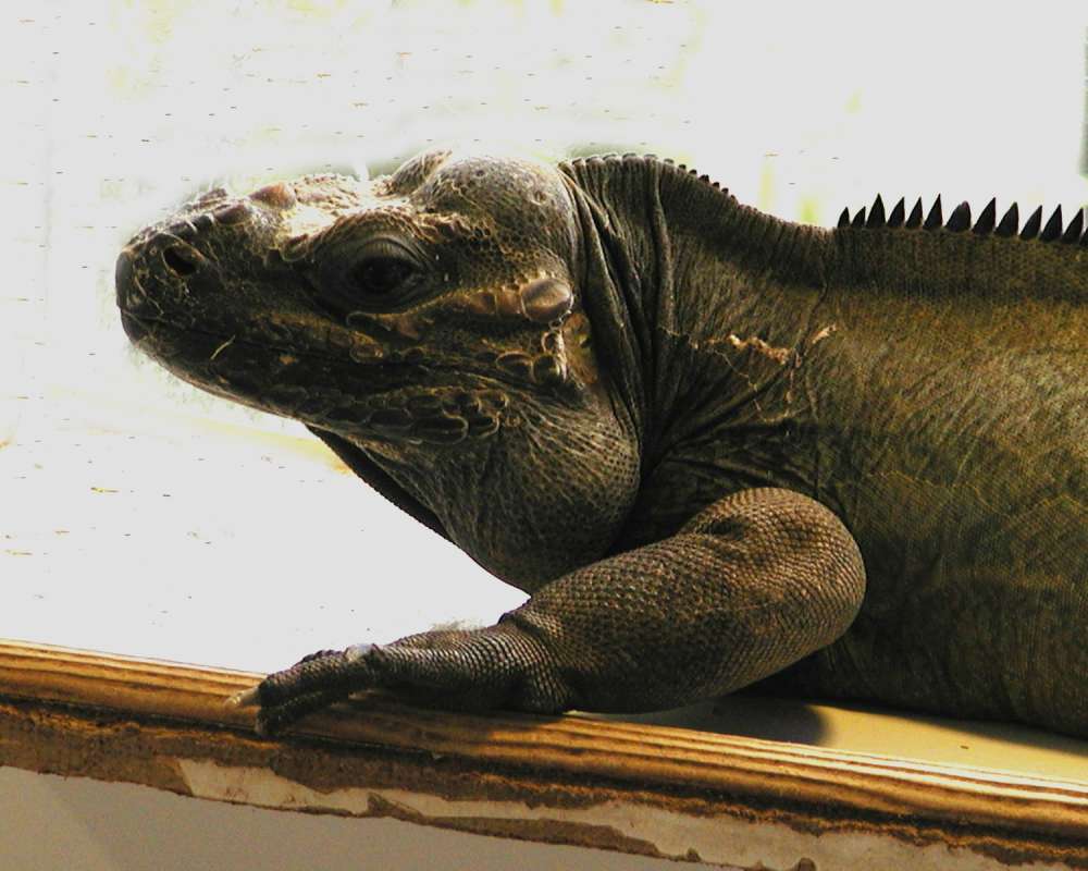 Side View Of Head<br>(Location of Picture: Reptile Zoo, Monroe, Wa, USA, 2006)