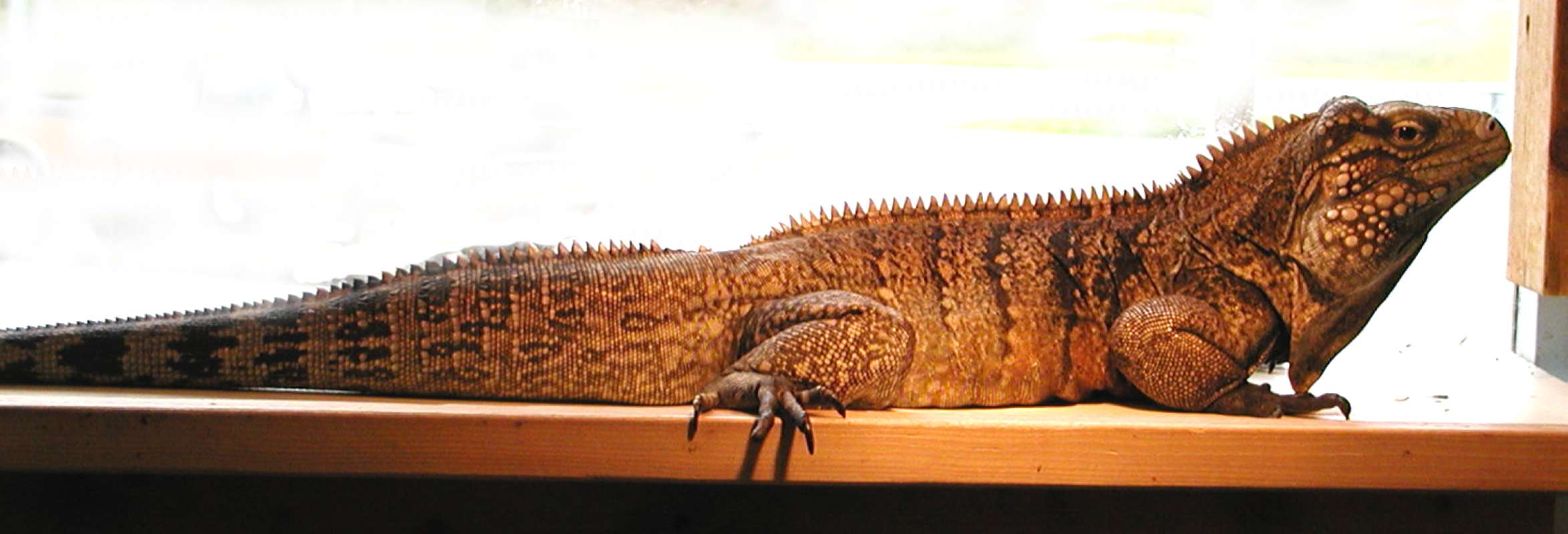 Side View Of Body<br>(Location of Picture: Reptile Zoo, Monroe, Wa, USA, 2006)