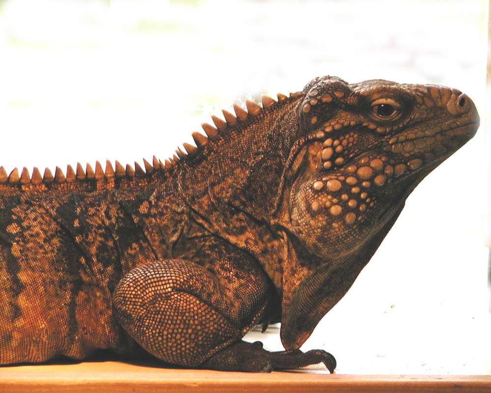 Side View Of Head<br>(Location of Picture: Reptile Zoo, Monroe, Wa, USA, 2006)