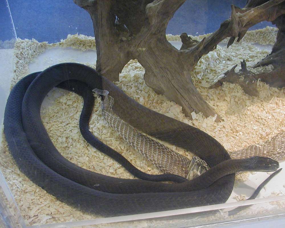 Close View Of Head<br>(Location of Picture: Reptile Zoo, Monroe, Wa, USA, 2006)