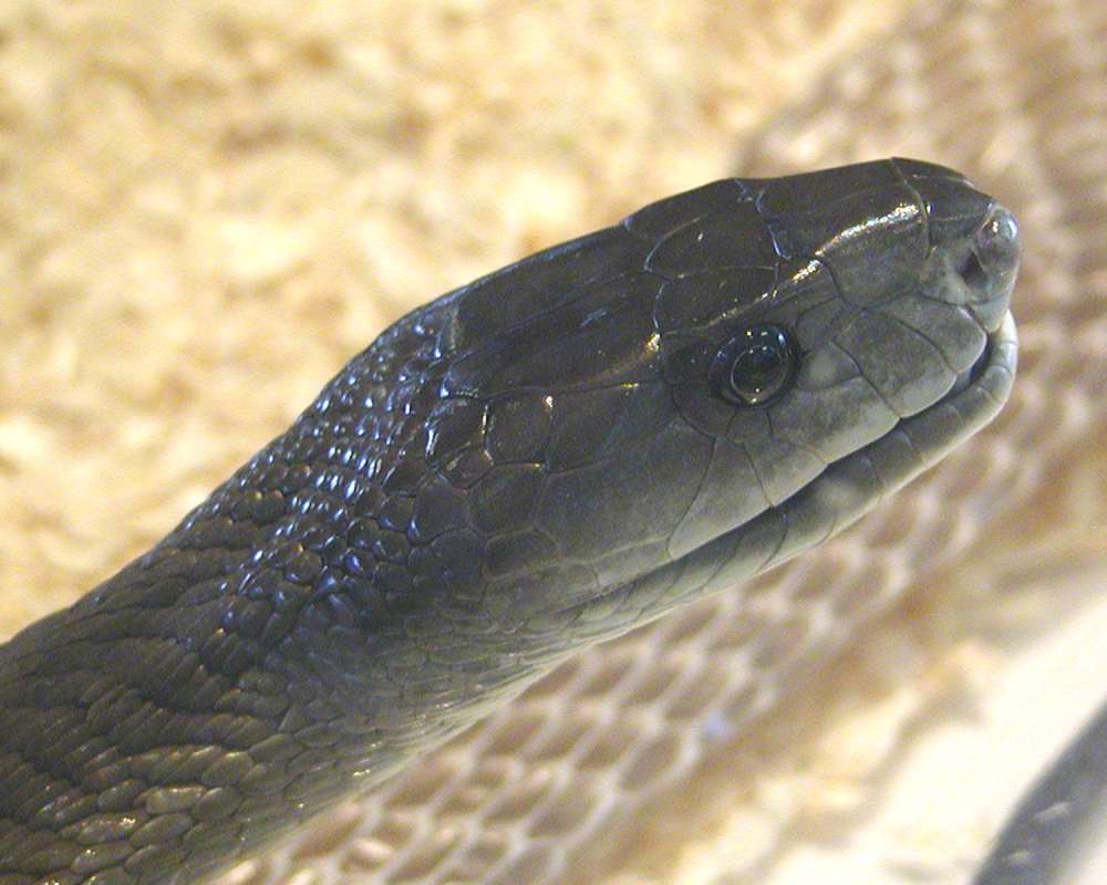 Zoo Image<br>(Location of Picture: Reptile Zoo, Monroe, Wa, USA, 2006)