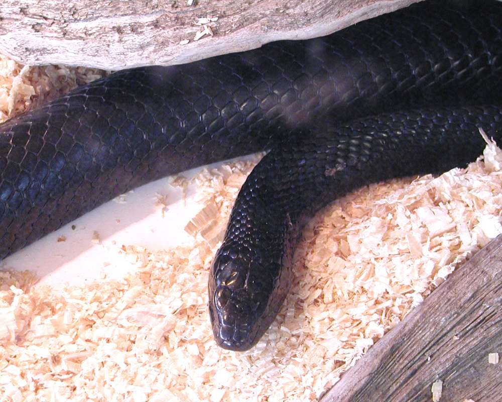 Front and Body<br>(Location of Picture: Reptile Zoo, Monroe, Wa, USA, 2006)