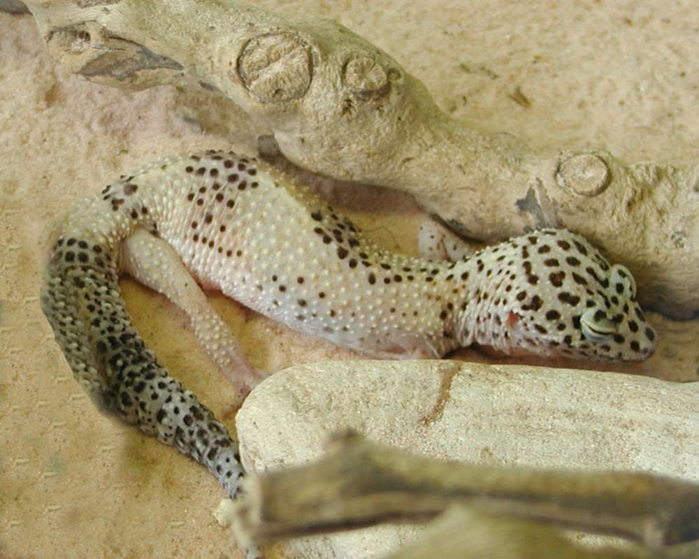 Angle View<br>(Location of Picture: Reptile Zoo, Monroe, Wa, USA, 2006)