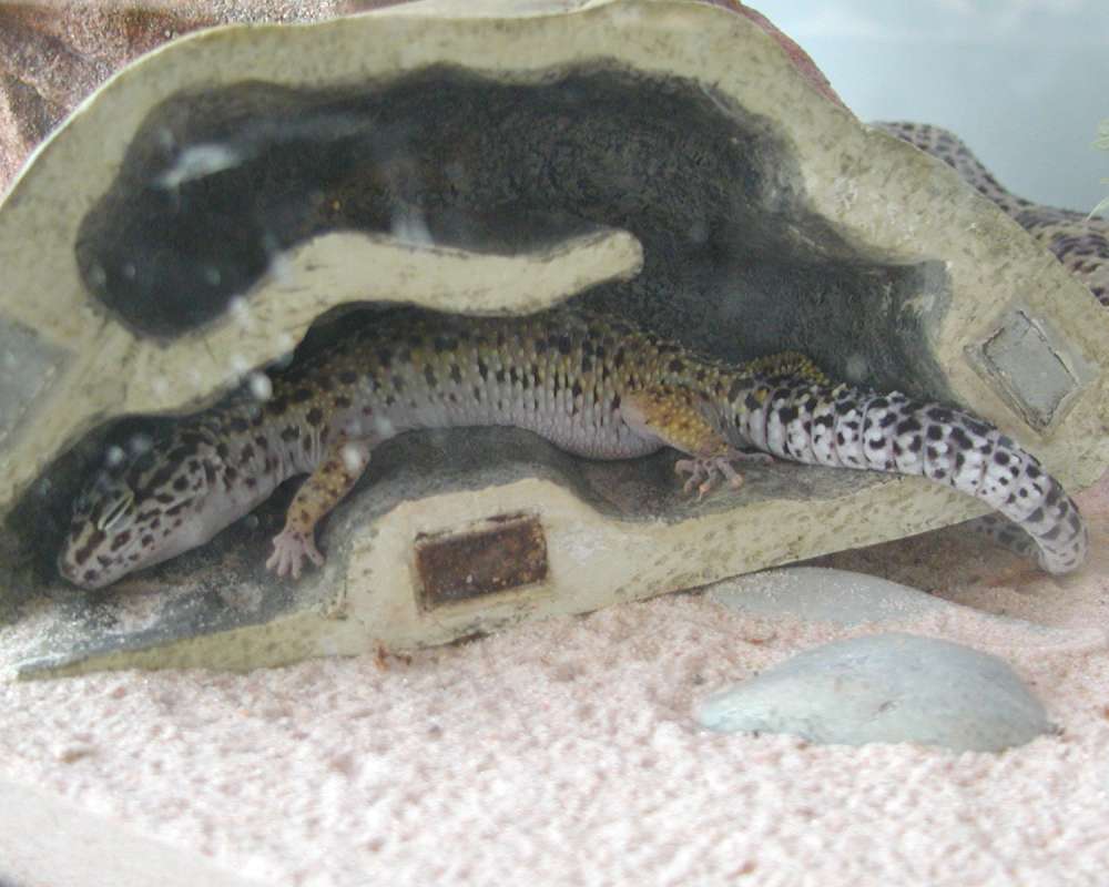 Side View<br>(Location of Picture: Reptile Zoo, Monroe, Wa, USA, 2006)