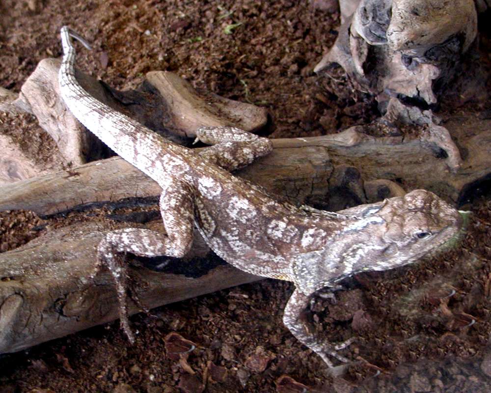 Angle View<br>(Location of Picture: Reptile Zoo, Monroe, Wa, USA, 2006)