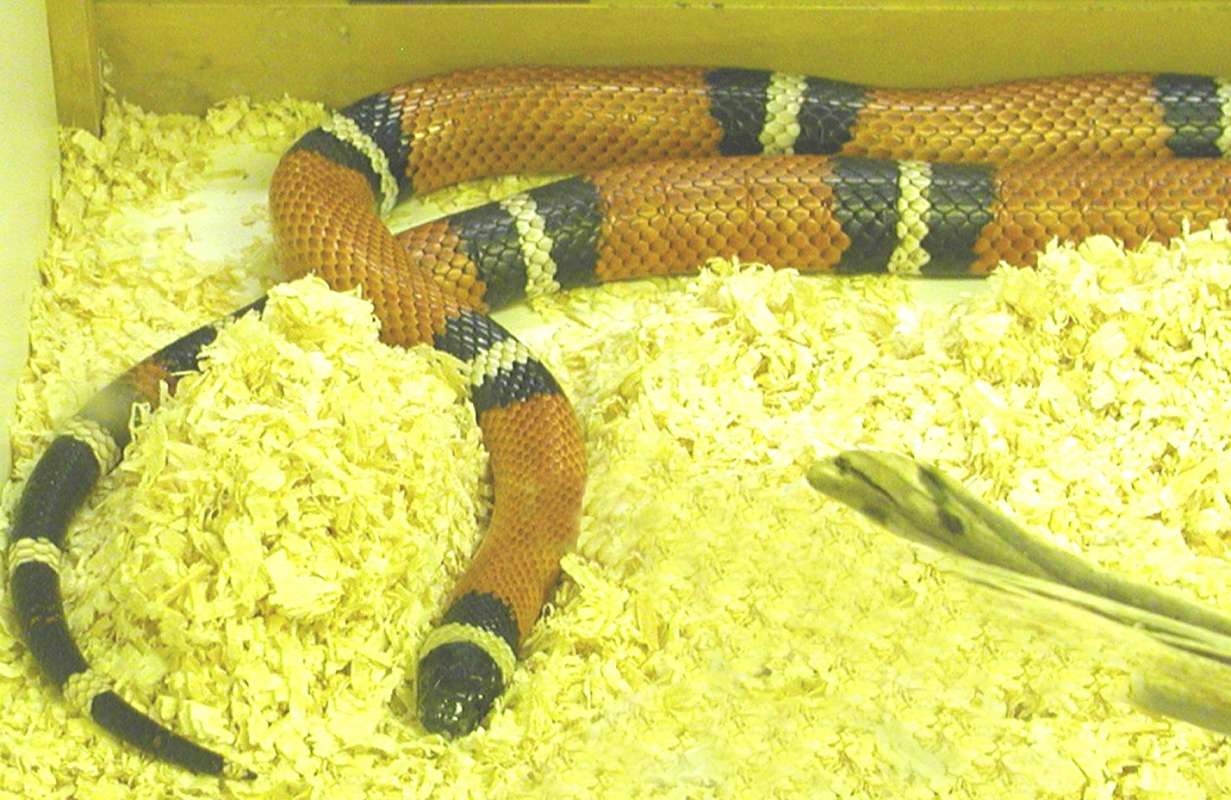 Zoo Image<br>(Location of Picture: Reptile Zoo, Monroe, Wa, USA, 2006)