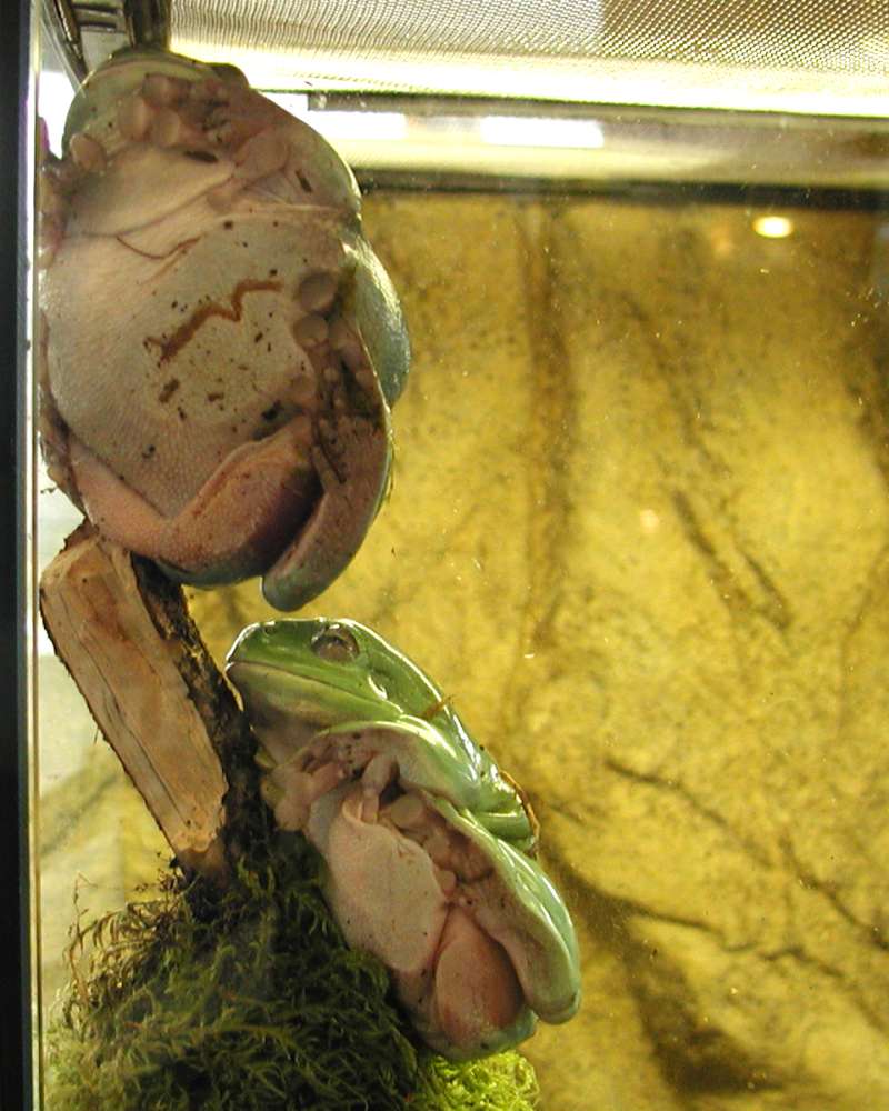 Zoo Image<br>(Location of Picture: Reptile Zoo, Monroe, Wa, USA, 2006)