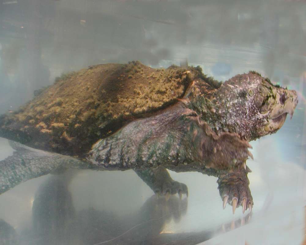Side View Swimming<br>(Location of Picture: Reptile Zoo, Monroe, Wa, USA, 2006)