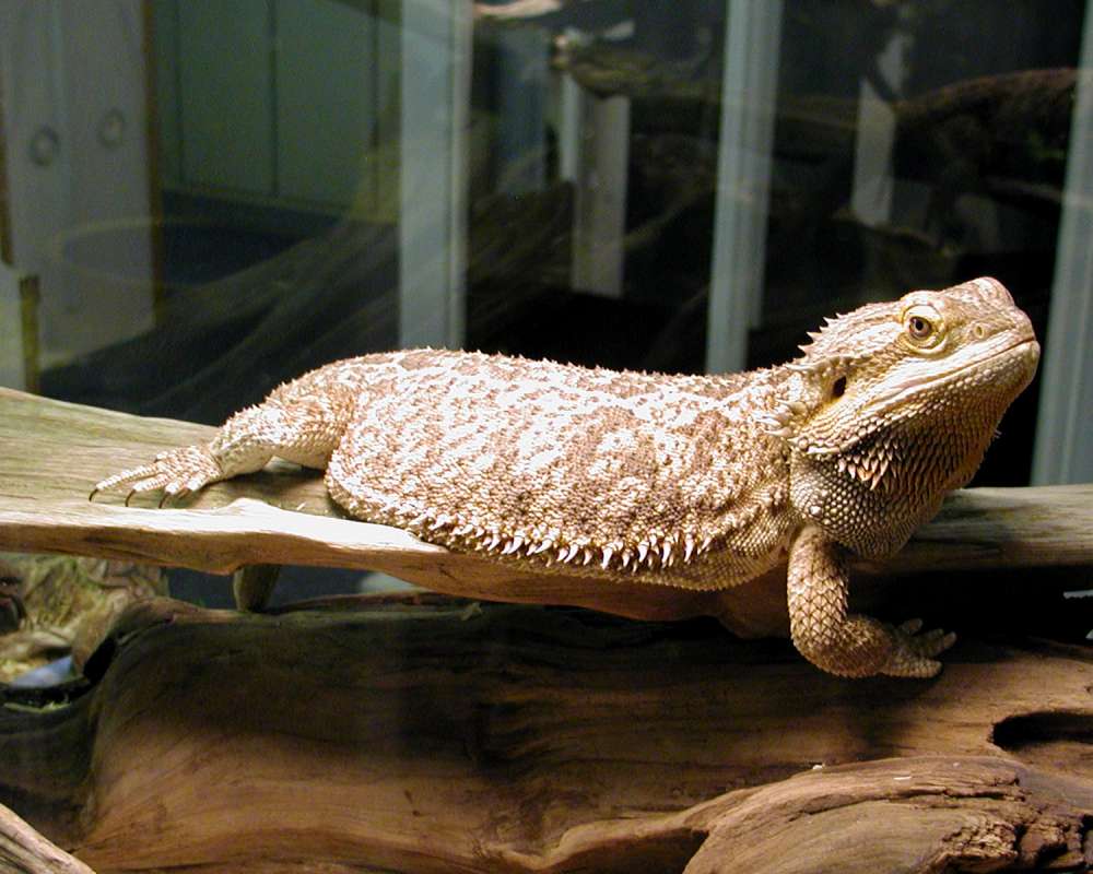 Side View<br>(Location of Picture: Reptile Zoo, Monroe, Wa, USA, 2006)