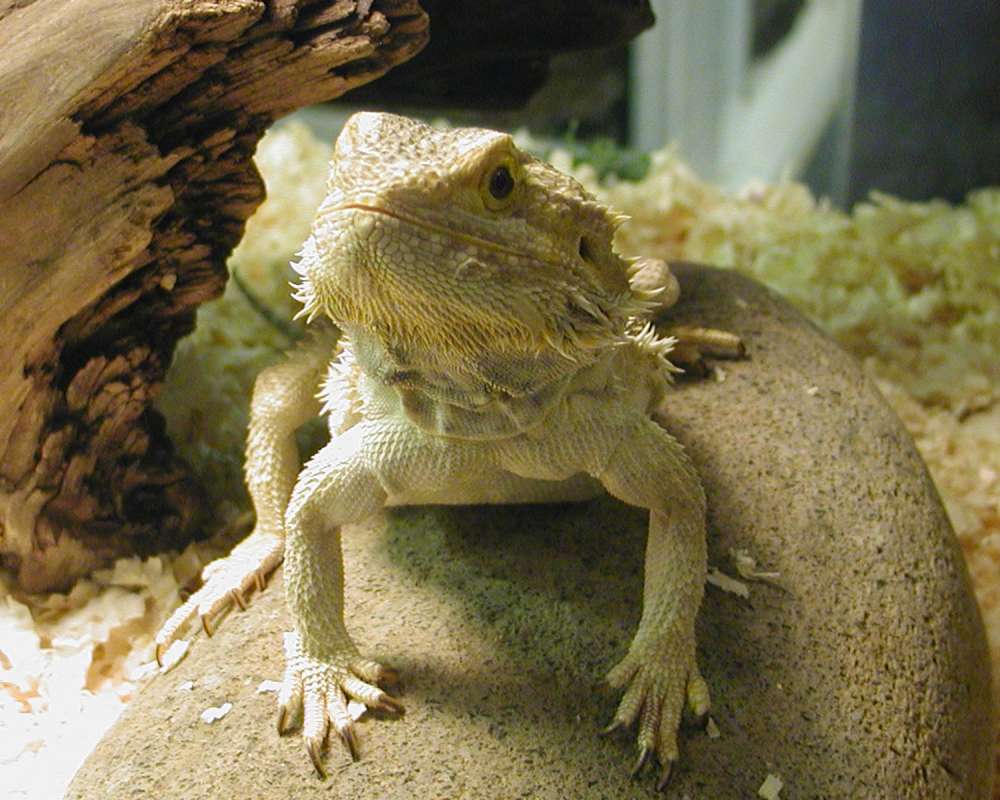 Close View Of Head<br>(Location of Picture: Reptile Zoo, Monroe, Wa, USA, 2006)