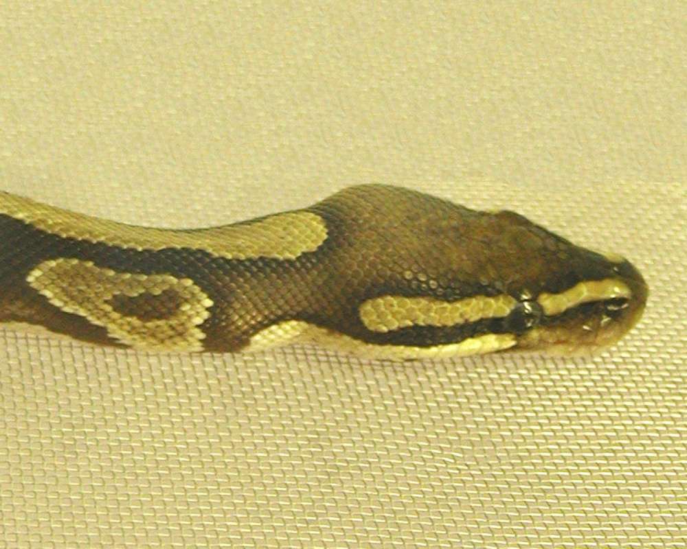 View Of Head<br>(Location of Picture: Reptile Zoo, Monroe, Wa, USA, 2006)