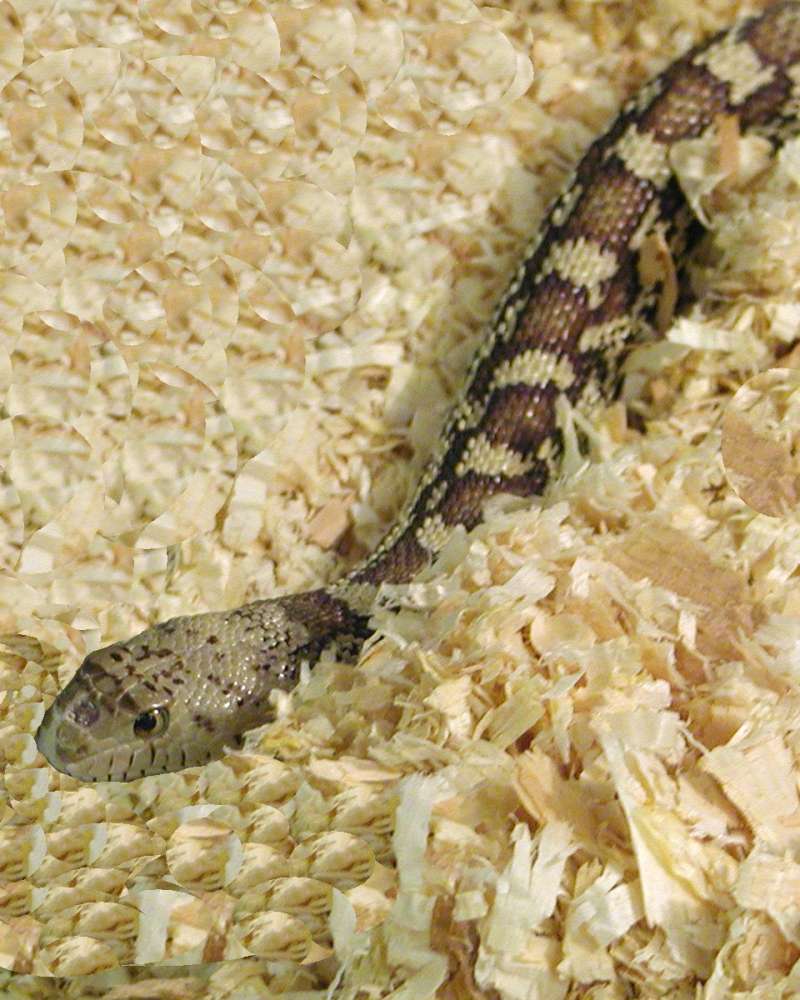 Head View<br>(Location of Picture: Reptile Zoo, Monroe, Wa, USA, 2006)