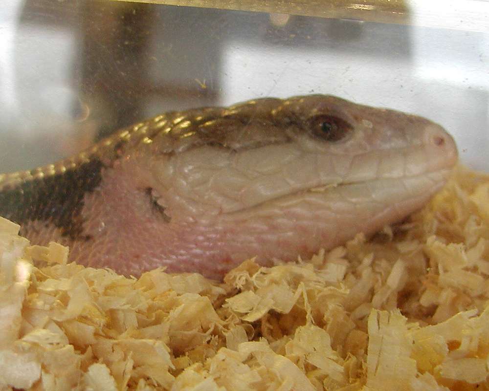 Close View Of Head<br>(Location of Picture: Reptile Zoo, Monroe, Wa, USA, 2006)