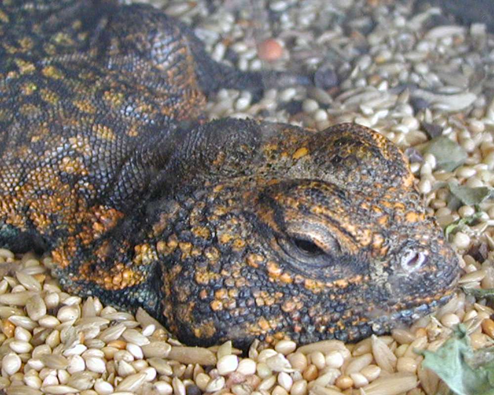 Close View Of Head<br>(Location of Picture: Reptile Zoo, Monroe, Wa, USA, 2006)