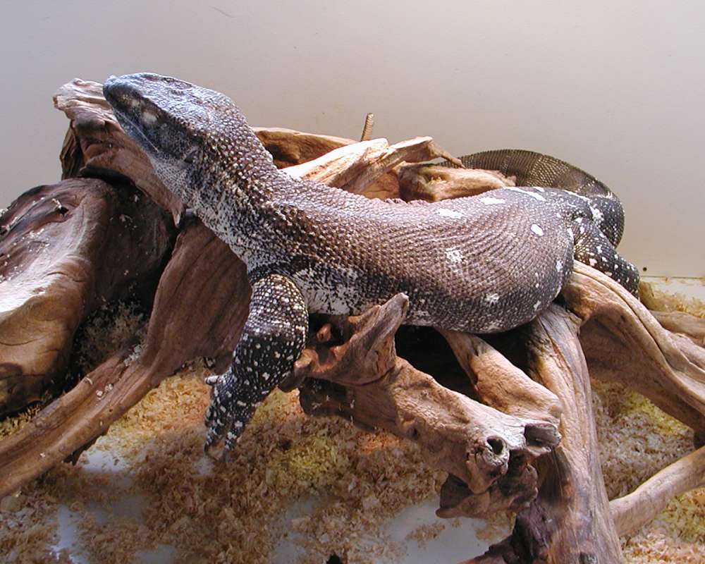 Side View<br>(Location of Picture: Reptile Zoo, Monroe, Wa, USA, 2006)