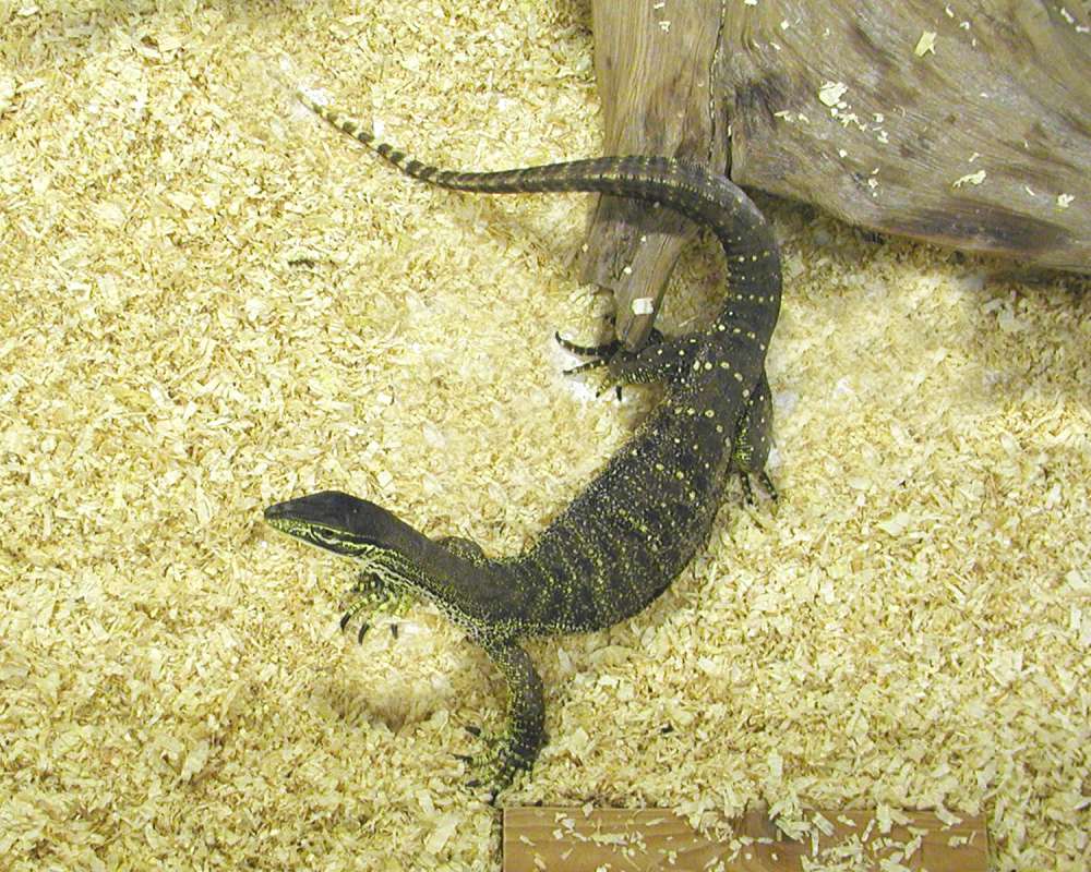 Zoo Image<br>(Location of Picture: Reptile Zoo, Monroe, Wa, USA, 2006)