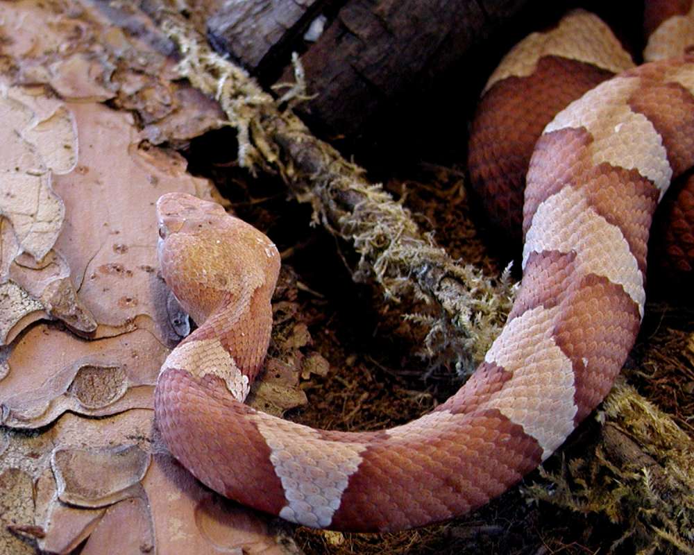 Dorsal View Of Head and Neck<br>(Location of Picture: Reptile Zoo, Monroe, Wa, USA, 2006)