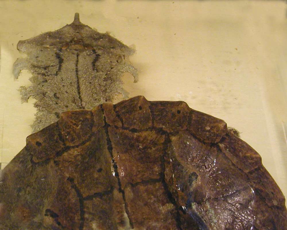 Dorsal View<br>(Location of Picture: Reptile Zoo, Monroe, Wa, USA, 2006)