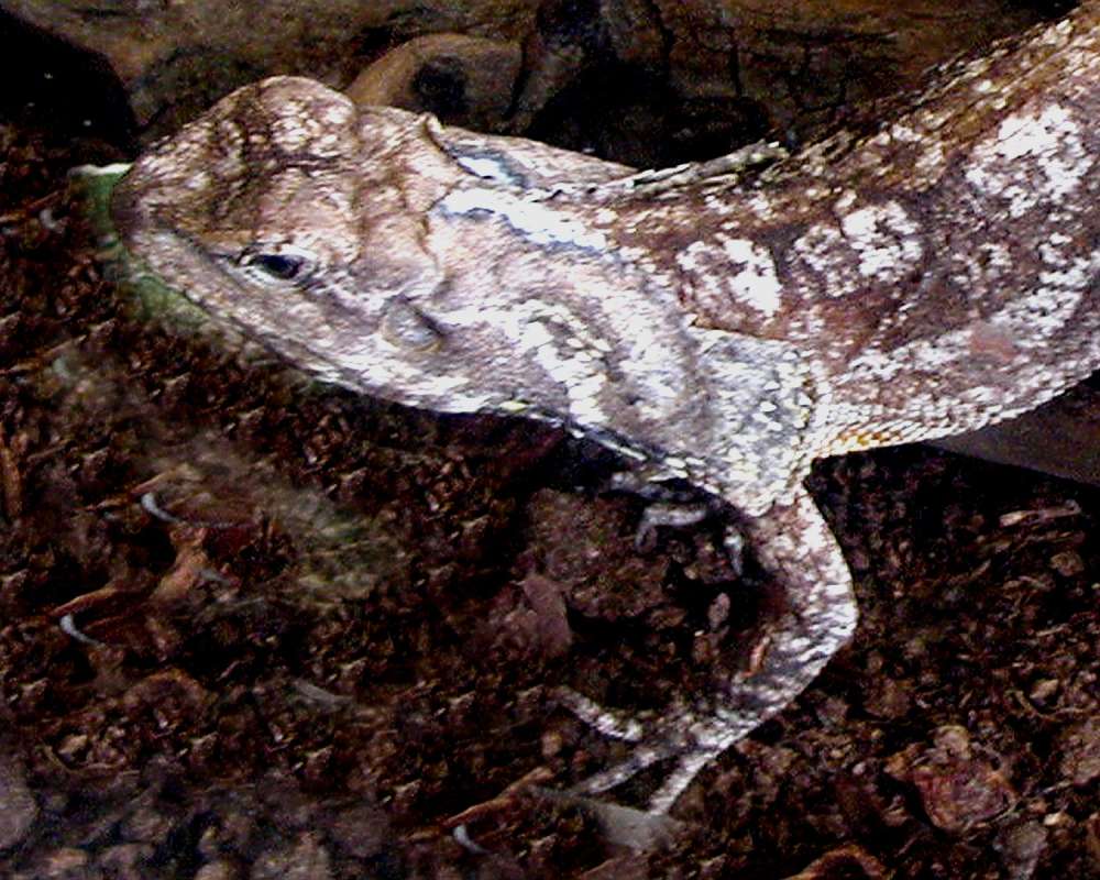 Angle View Of Head and Front Legs<br>(Location of Picture: Reptile Zoo, Monroe, Wa, USA, 2006)