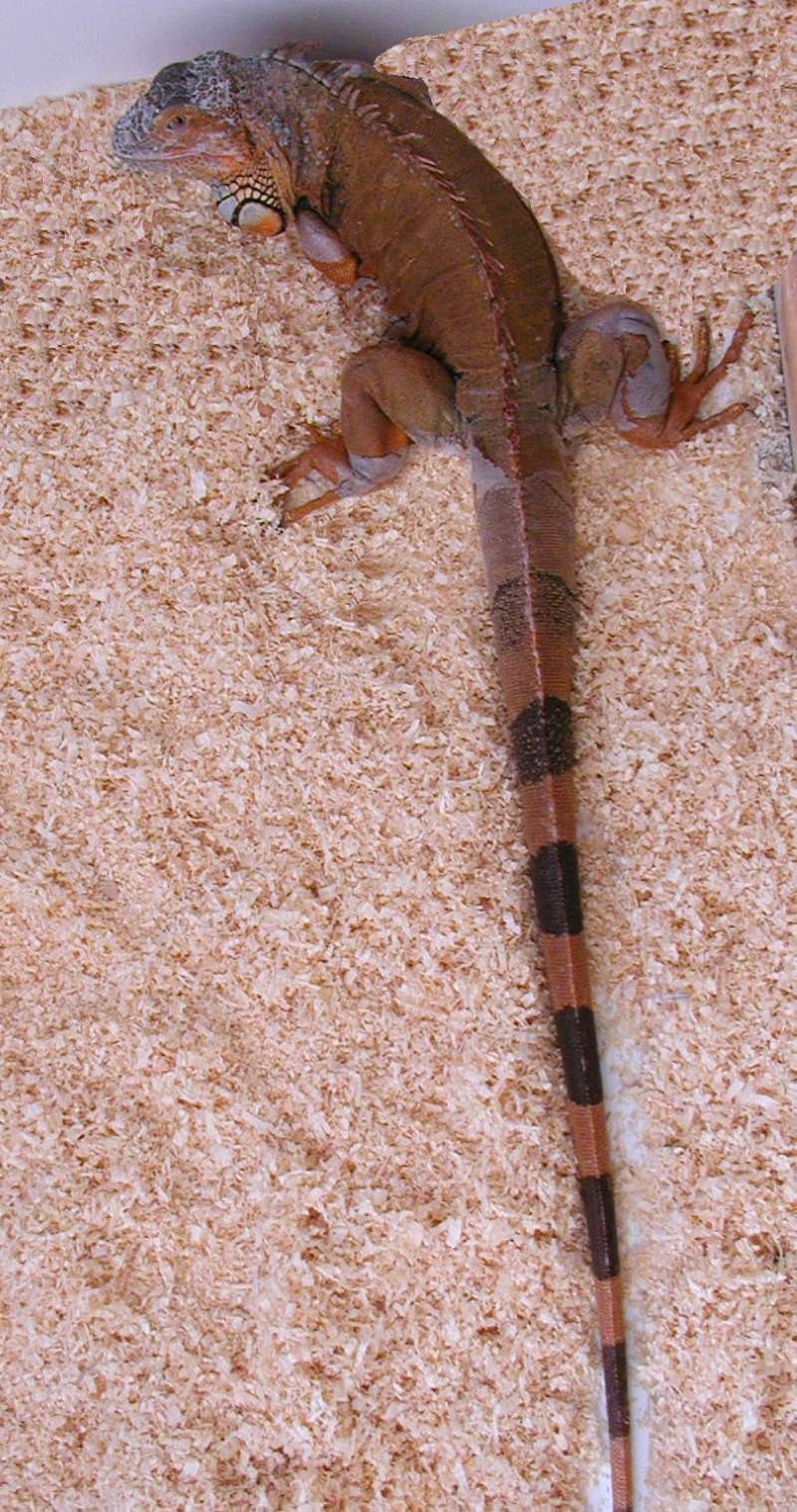 Silhouette<br>(Location of Picture: Reptile Zoo, Monroe, Wa, USA, 2006)