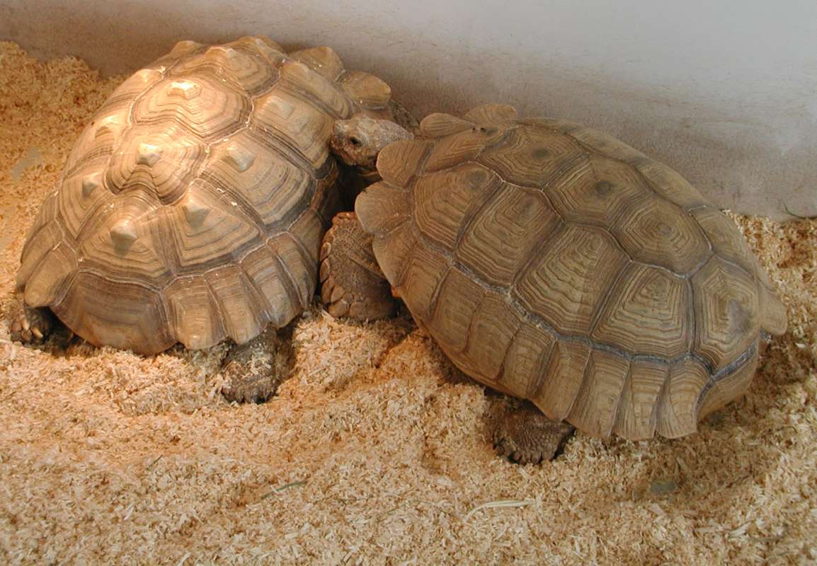Two Examples<br>(Location of Picture: Reptile Zoo, Monroe, Wa, USA, 2006)