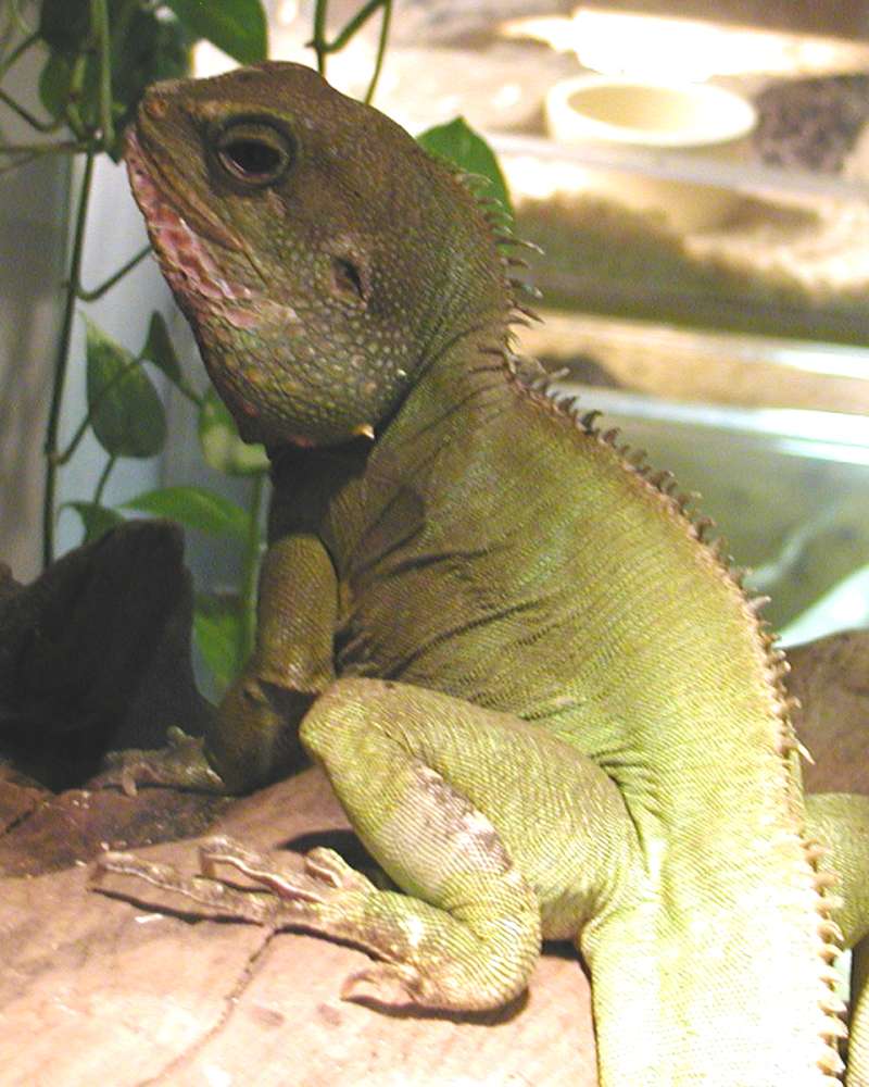 Silhouette<br>(Location of Picture: Reptile Zoo, Monroe, Wa, USA, 2006)