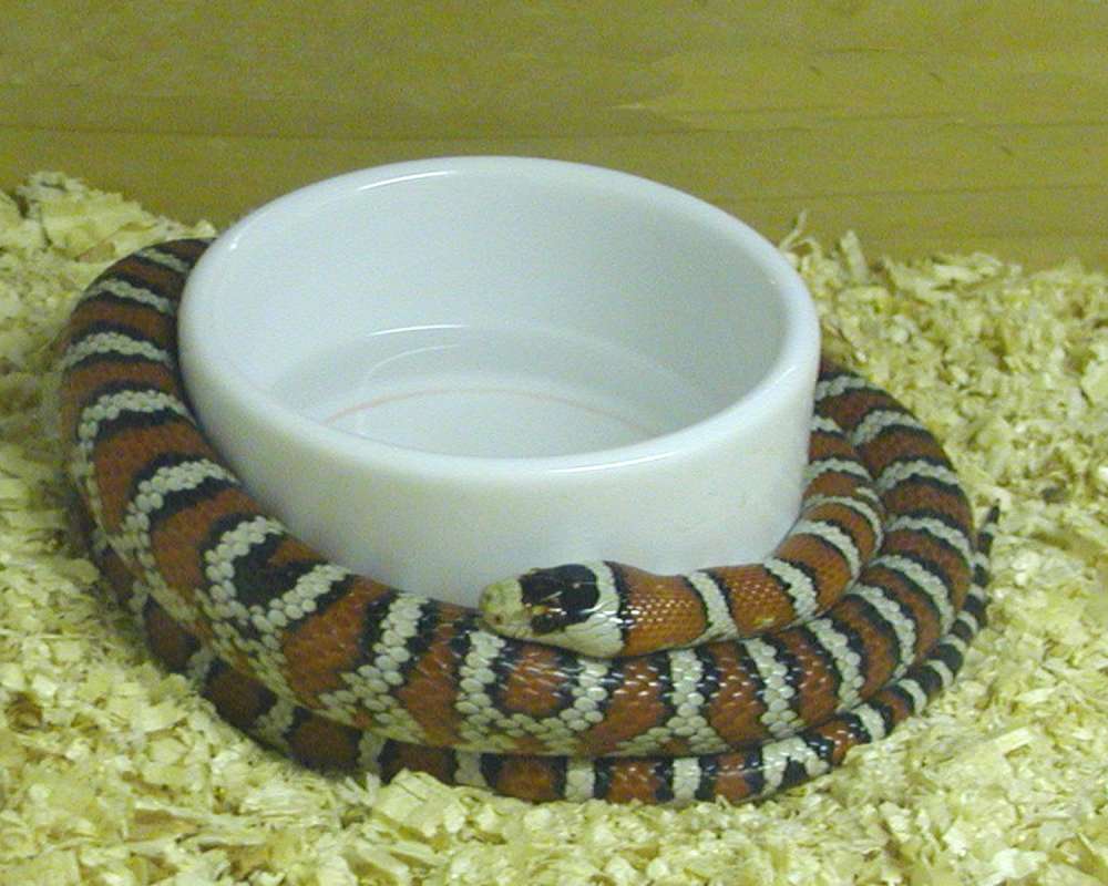 Zcoiled Around Dish<br>(Location of Picture: Reptile Zoo, Monroe, Wa, USA, 2006)