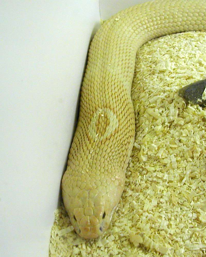 Back Of Head<br>(Location of Picture: Reptiles Zoo, Monroe, Wa, USA, 200)