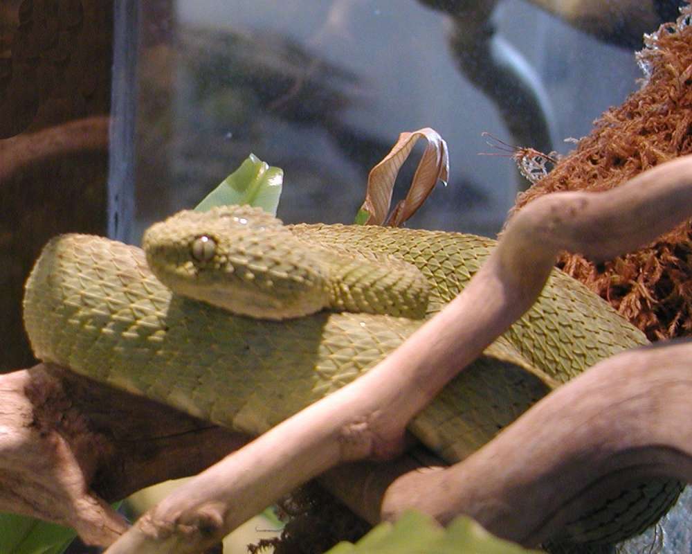 Zoo View<br>(Location of Picture: Reptile Zoo, Monroe, Wa, USA, 2006)