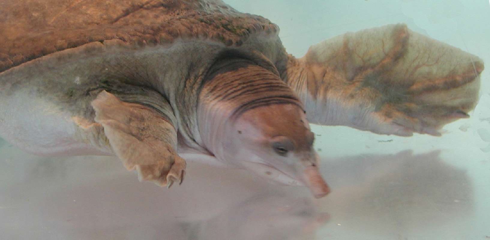 Front View - Uinderwater<br>(Location of Picture: Reptile Zoo, Monroe, Wa, USA, 2006)