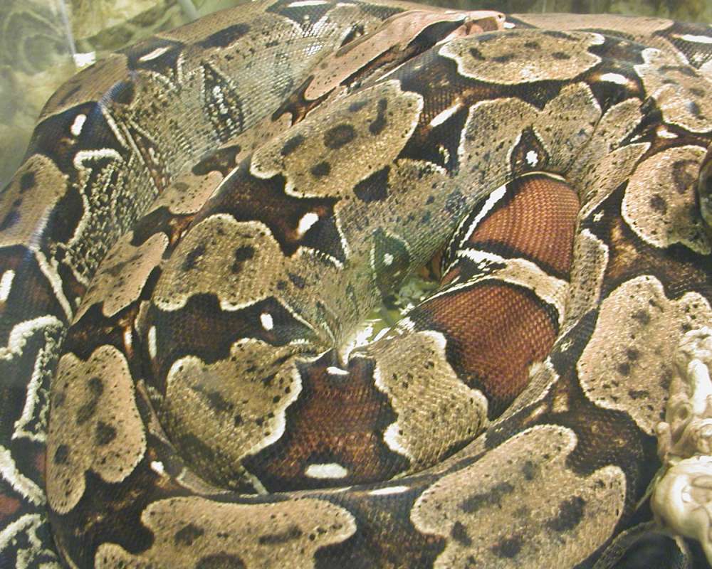 Coiled - Showing Pattern<br>(Location of Picture: Reptile Zoo, Monroe, Wa, USA, 2006)