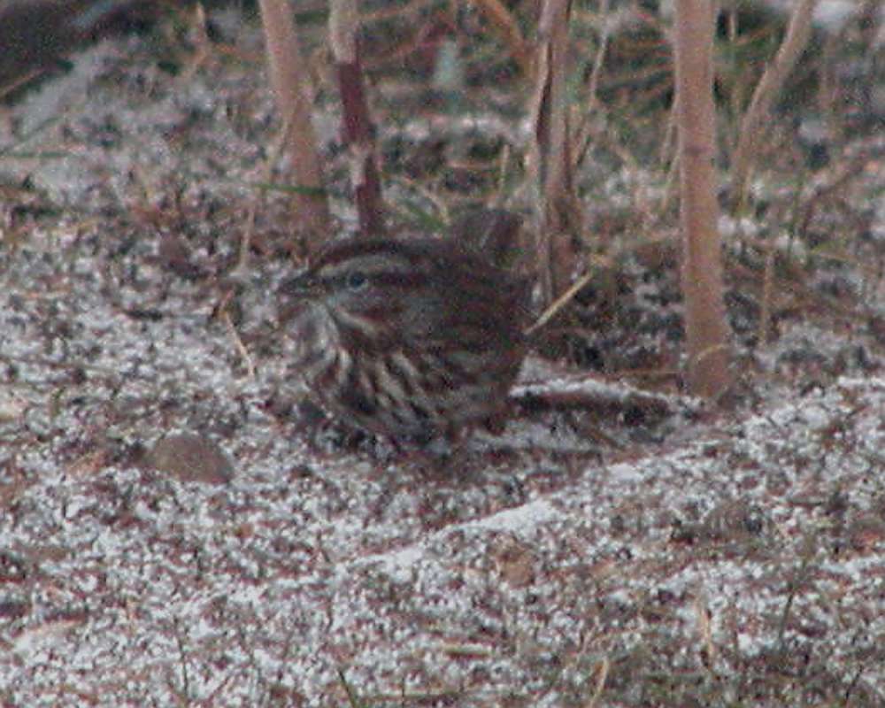Habitat View<br>(Location of Picture: Okanogan, Washington, USA, 2007)