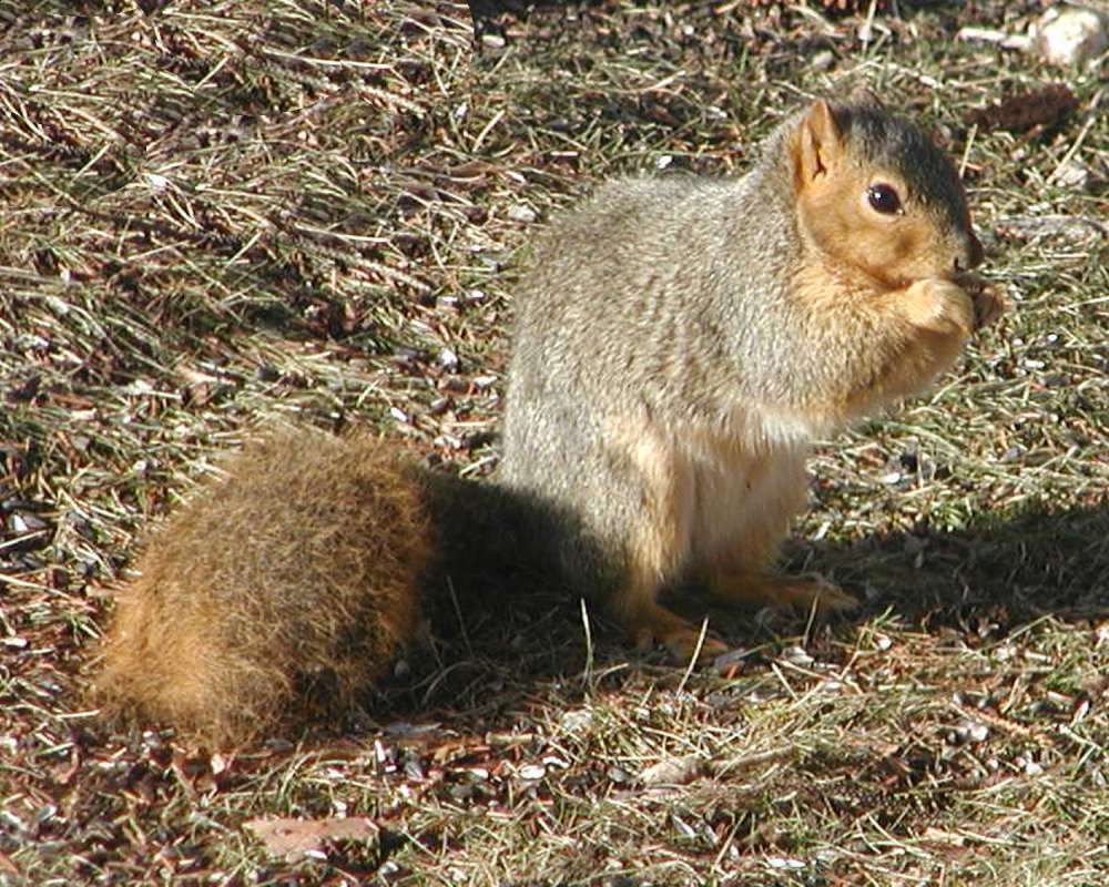 On Lawn<br>(Location of Picture: Okanogan, Washington, USA, 2007)