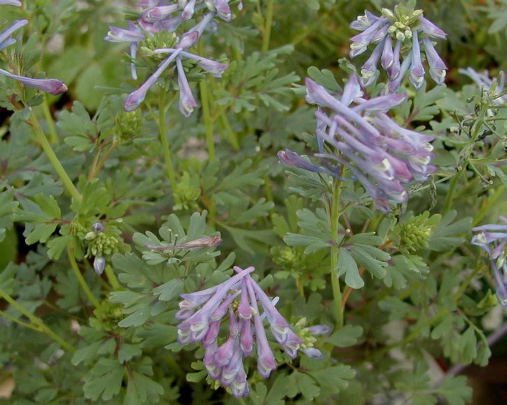 Garden View<br>(Location of Picture: Ornamental, Shady Creek, Wa, 07)