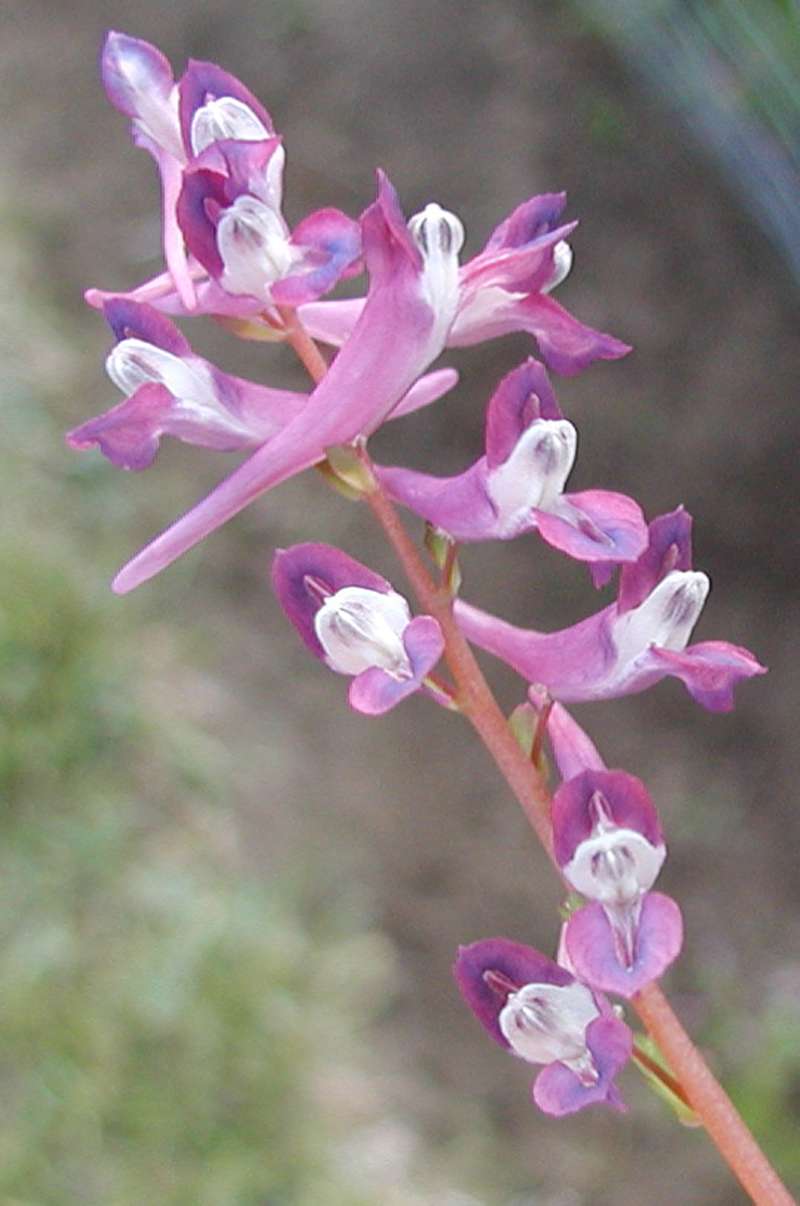 Raceme<br>(Location of Picture: Ornamental, Shady Creek, Wa, 07)