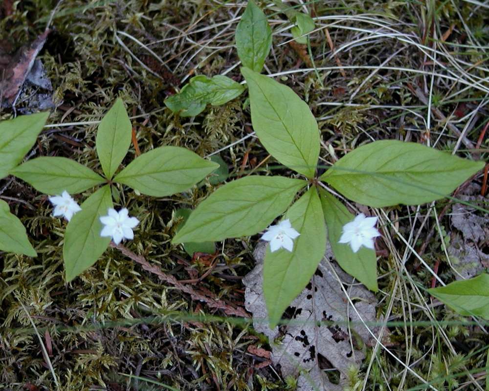 Habitat<br>(Location of Picture: Cascade Mountains, Wa, USA, 2007)