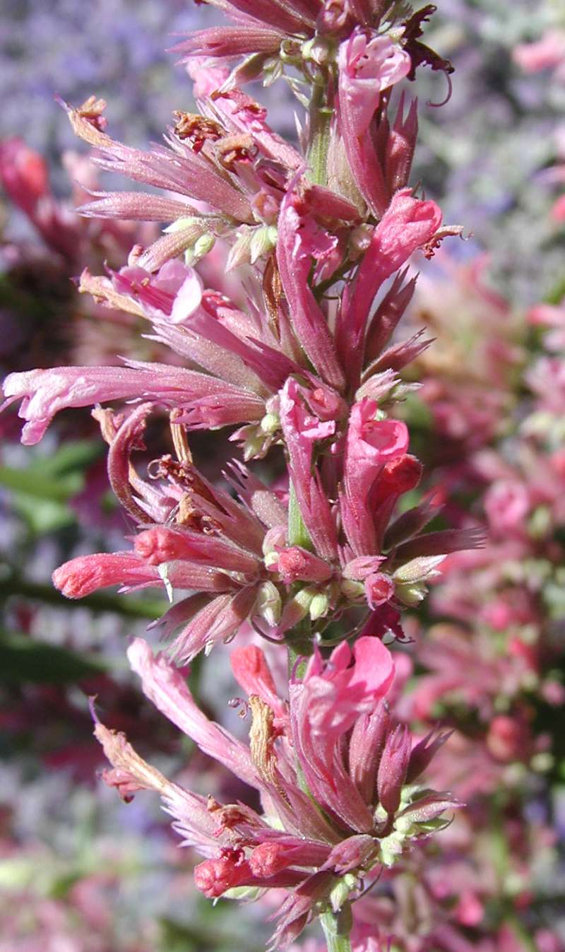 Flowers - Close View<br>(Location of Picture: Leavenworth, Wa, USA, 2007)
