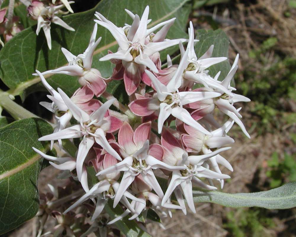 Flowers<br>(Location of Picture: Okanogan, Washington, USA, 2007)