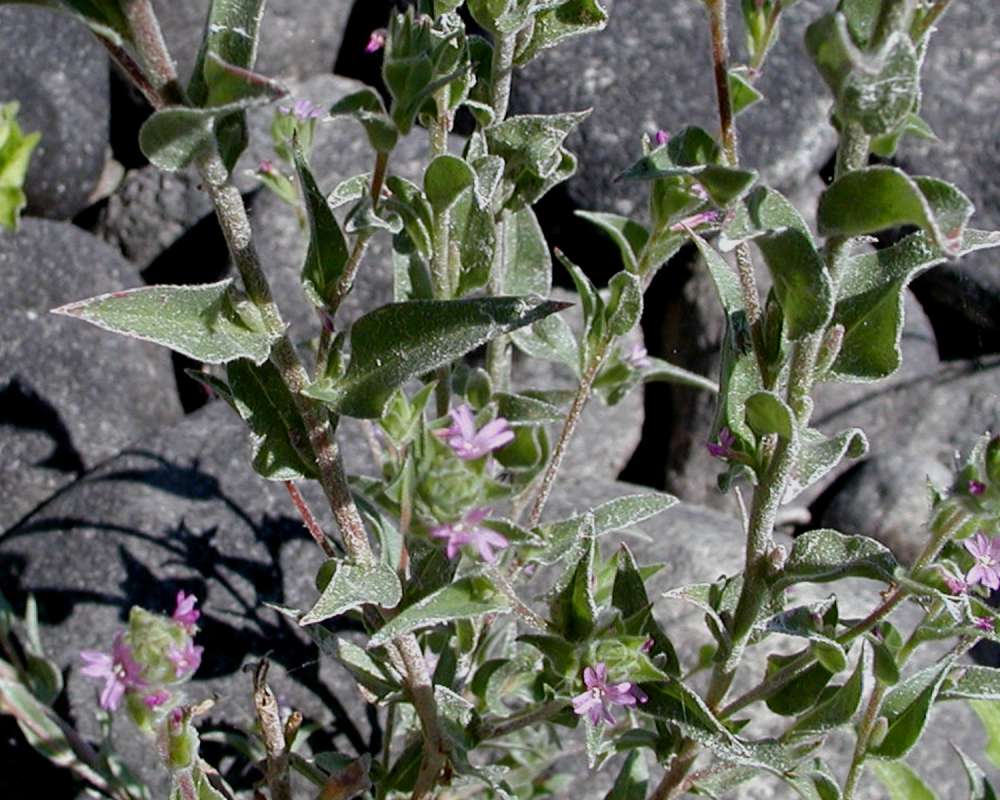 Leaves and Stem<br>(Location of Picture: Columbia River, Washington, USA)