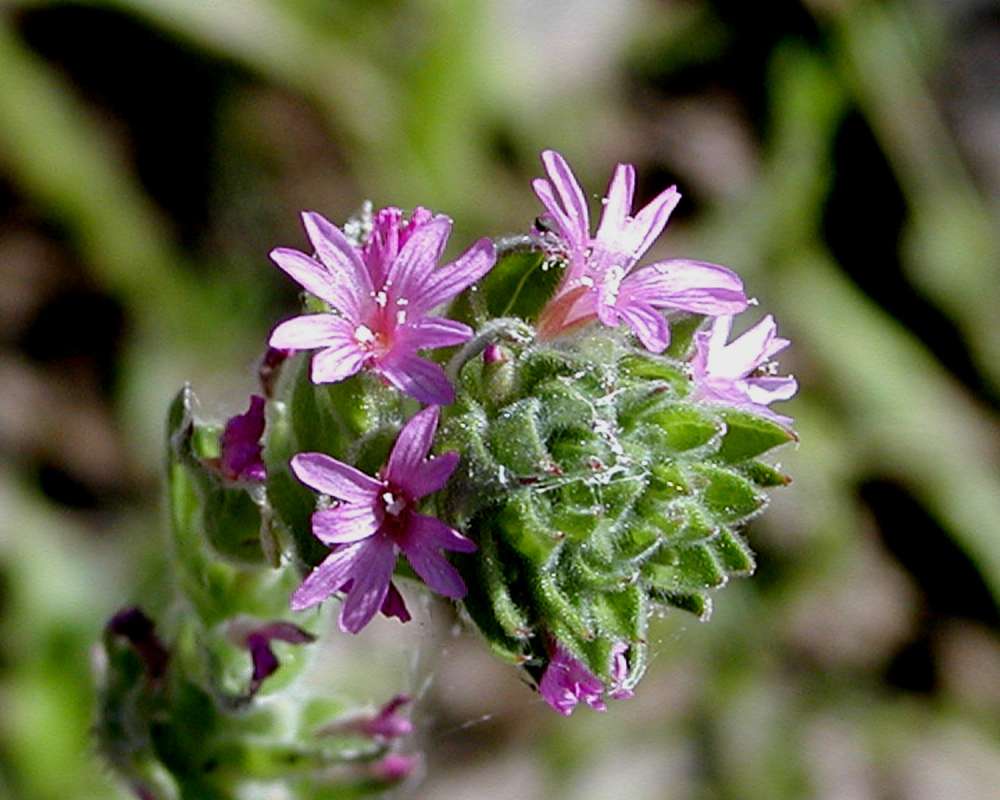 Top Of Plant in  Bloom<br>(Location of Picture: Columbia River, Washington, USA)