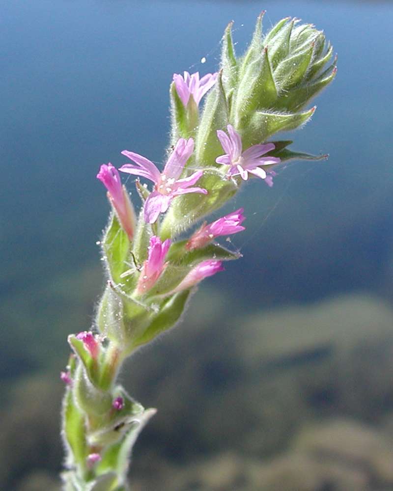 Side View - Top Of Plant in  Bloom<br>(Location of Picture: Columbia River, Washington, USA)
