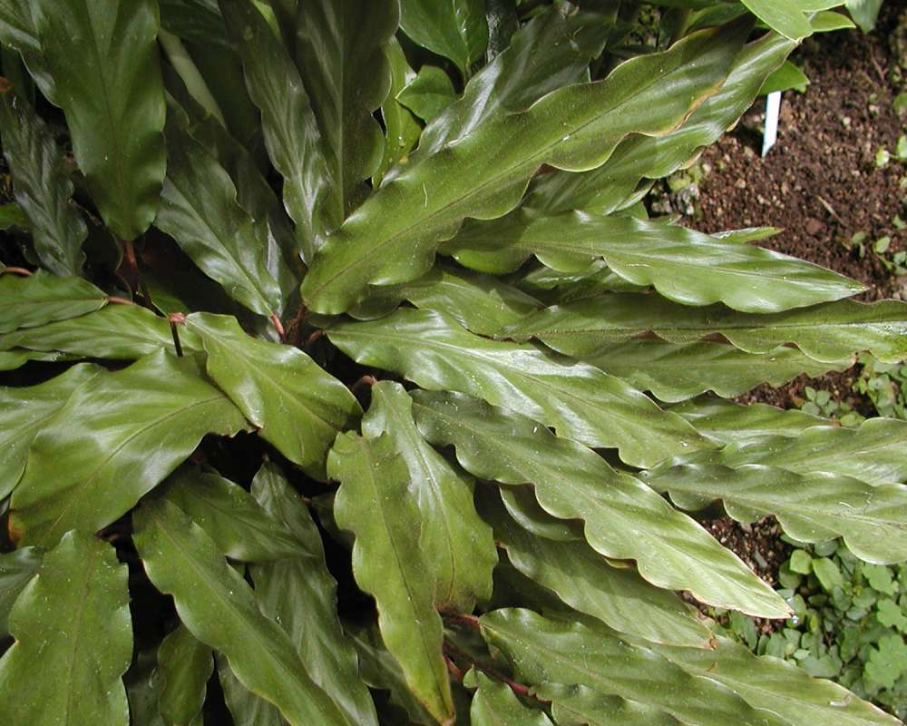 Leaves<br>(Location of Picture: Conservatory, Seattle, Wa, USA, 07)