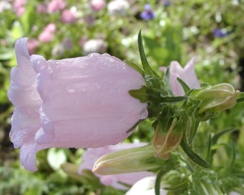 Flower - Pink - Side View<br>(Location of Picture: Private Garden, Washington, USA, 07)